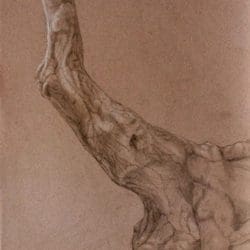 Catherine Lucas graphite sketch of tree branch