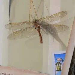 A close up of a dragonfly on the wall