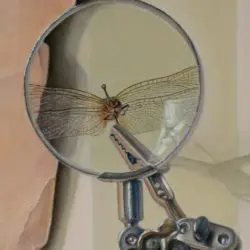 A magnifying glass with a dragonfly on it.