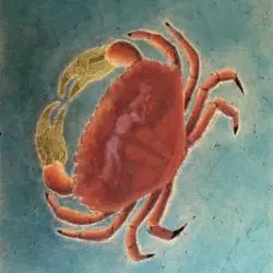 A crab is shown in the water.
